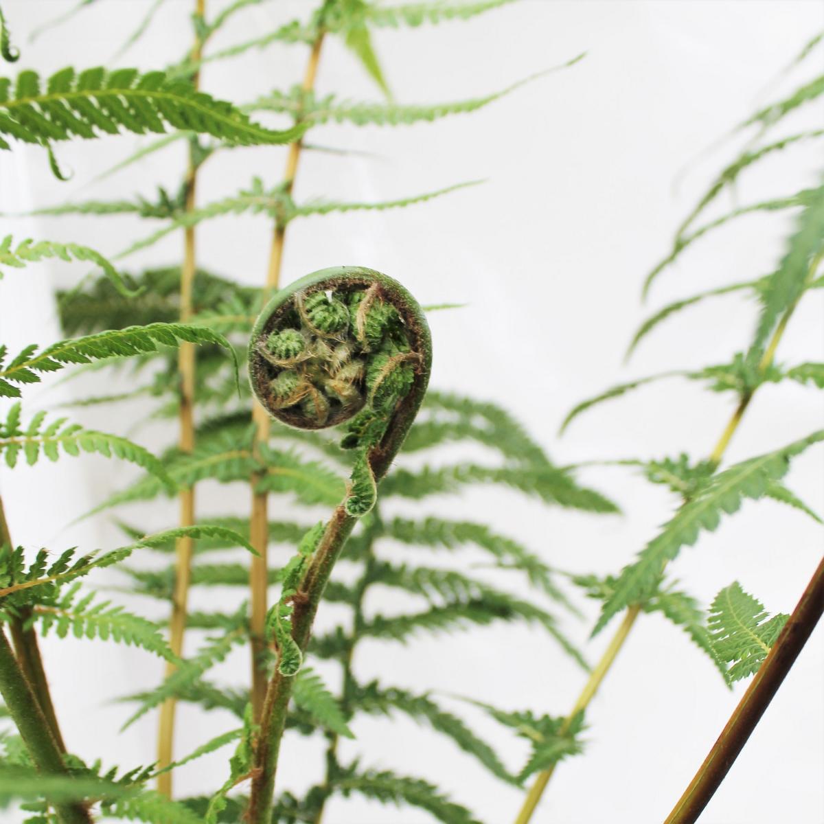 Baumfarn ca.150 cm Dicksonia antarktica - Ein Relikt aus der Urzeit