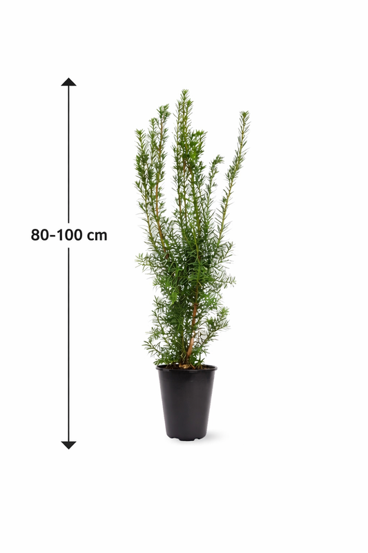 Säulen-Eibe Hicksii 80–100 cm – Taxus media ‘Hicksii’ Heckenpflanze wintergrün blickdicht im Topf