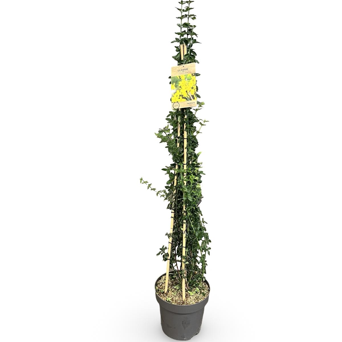Echter Winter-Jasmin ca. 160 cm Jasminum nudiflorum - Die winterblühende Schönheit für Ihren Garten