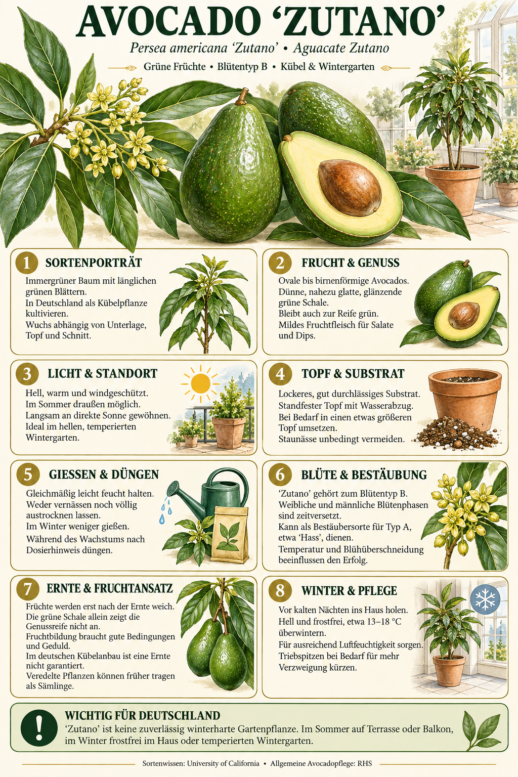 Avocadobaum ‘Zutano’ – Avocado-Pflanze (Persea americana) für Kübel, Terrasse & Wintergarten – 150–200 cm inkl. Topf