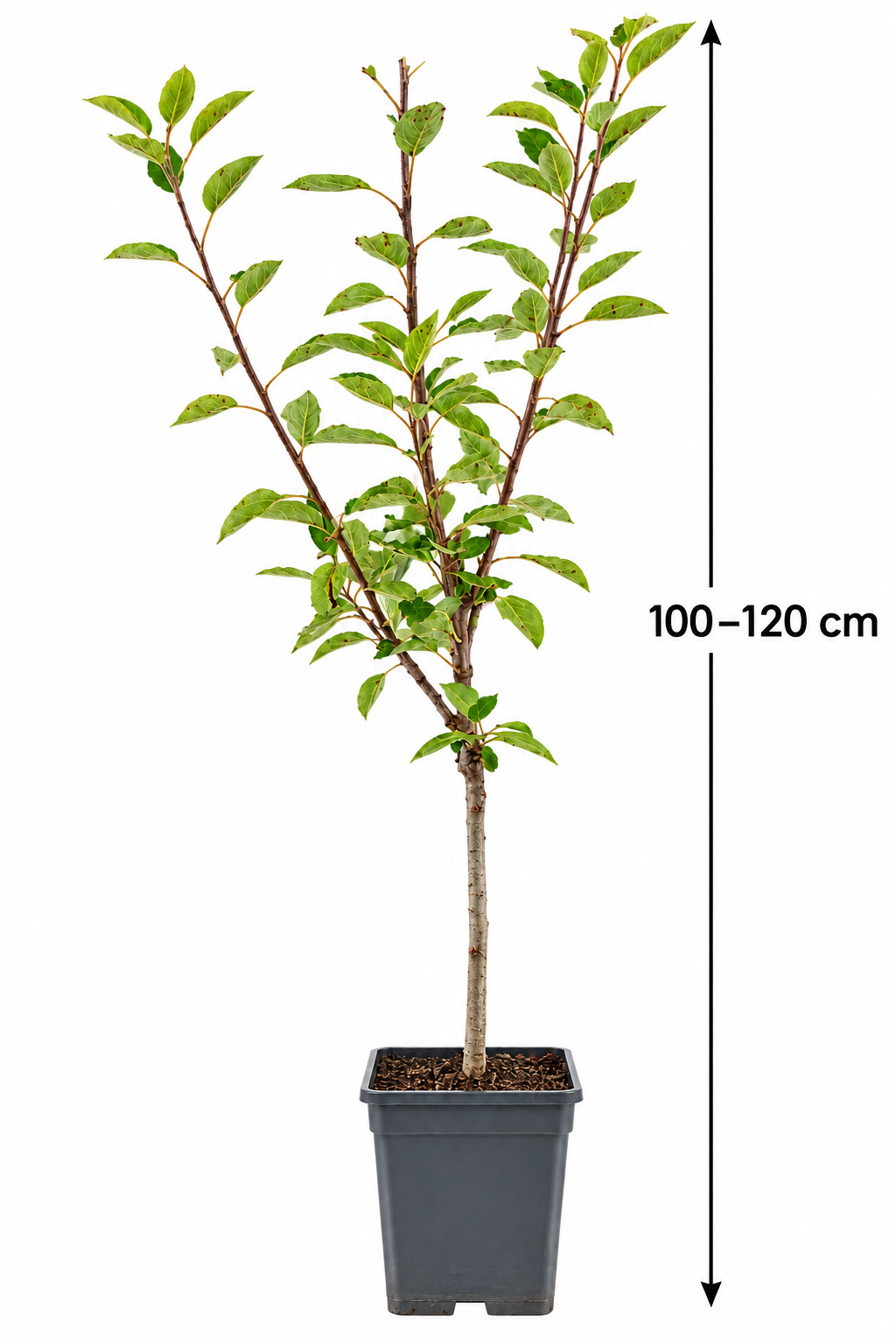 Apfelbaum ‘Braeburn’ Halbstamm – Herbstapfel für den Garten | 100–120 cm inkl. Topf | Malus domestica