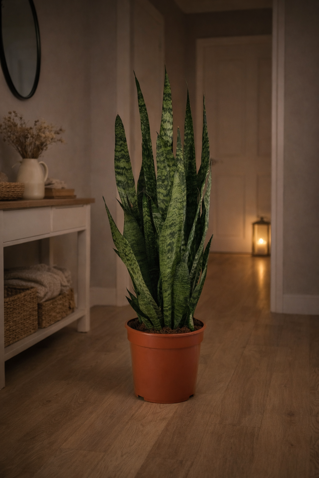 Sansevieria Zeylanica – Bogenhanf ca. 100 cm | Luftreinigende Zimmerpflanze für bessere Raumluft