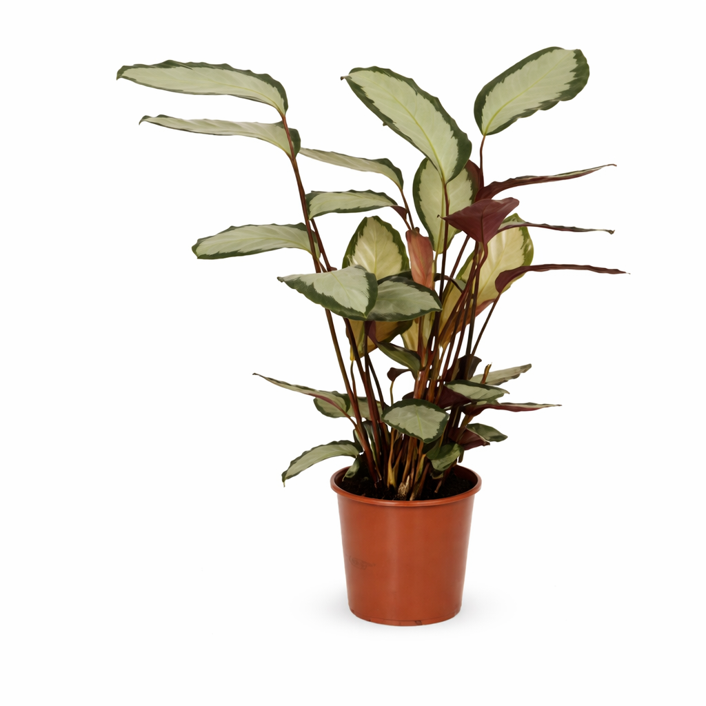 Calathea picturata 'Argentea' ca. 40 cm – Korbmarante Silberblatt – Haustierfreundliche Grünpflanze & Zimmerpflanze
