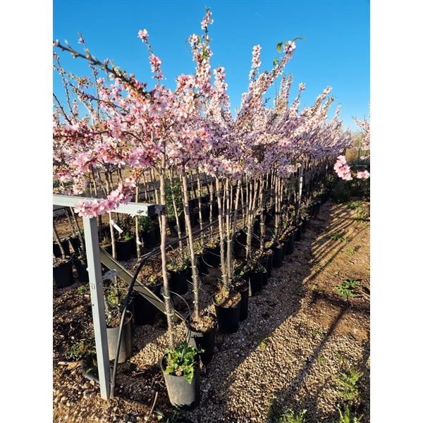 Mandelbaum (Prunus dulcis Marcona) – Echter Mandelbaum, Obstbaum für Garten & Terrasse, 160–200 cm inkl. Topf