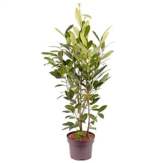 Prunus laurocerasus 'Caucasica' 80-100 Pflegeleichter Kirschlorbeer, Immergrüner Sichtschutz & Winterhart