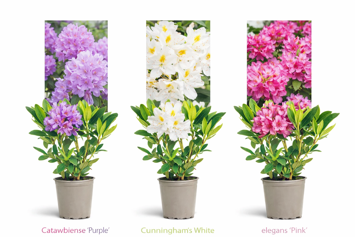 3er-Set Rhododendron / Alpenrose – Lila, Rosa & Weiß – Immergrüne winterharte Gartenpflanzen – Blühsträucher für Beet, Balkon & Kübel – Höhe inkl. Topf 15–20 cm