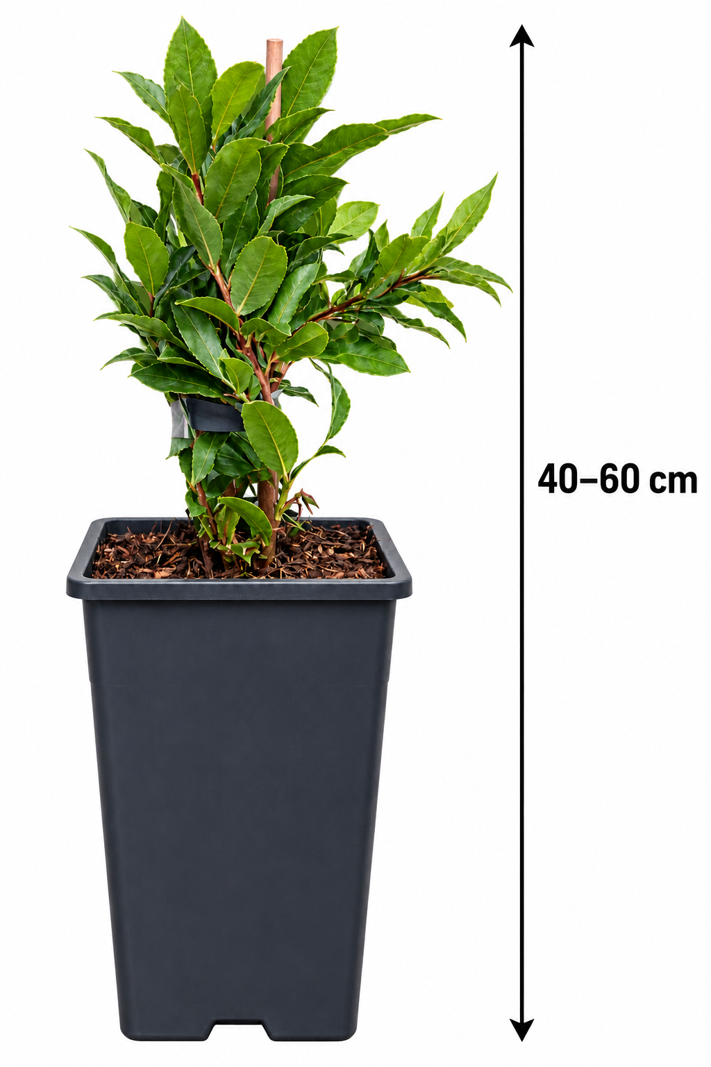 Azoren-Heidelbeere ‘Blue Pearl’ – Vaccinium cylindraceum, Blaubeere für Garten & Kübel – 40–60 cm inkl. Topf