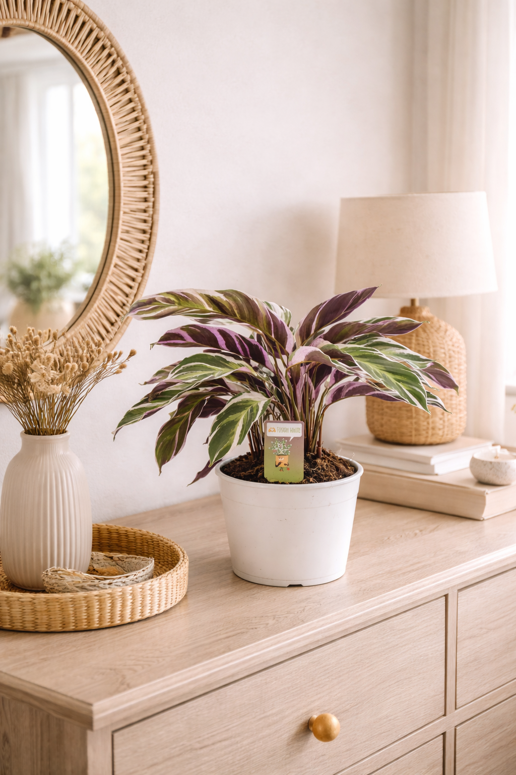 Calathea Fusion White 40-60 cm - Korbmarante - Grünpflanze - Zimmerpflanze - Haustierfreundlich