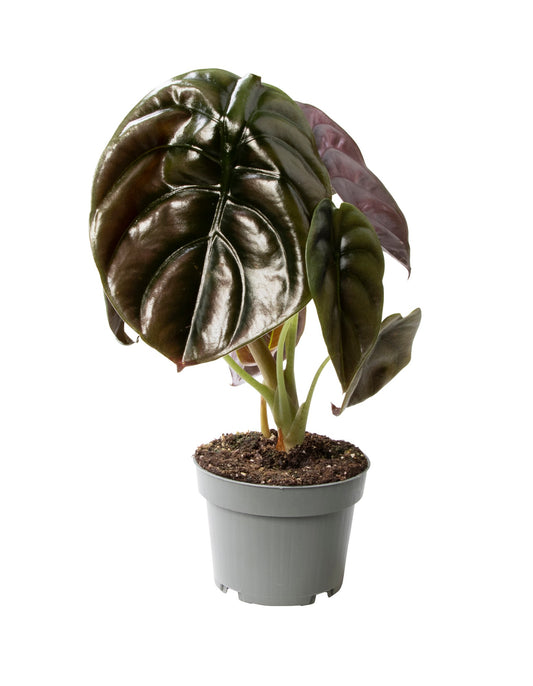 Alocasia Cuprea Red "M" Objevte exotickou pokojovou rostlinu s červeným leskem