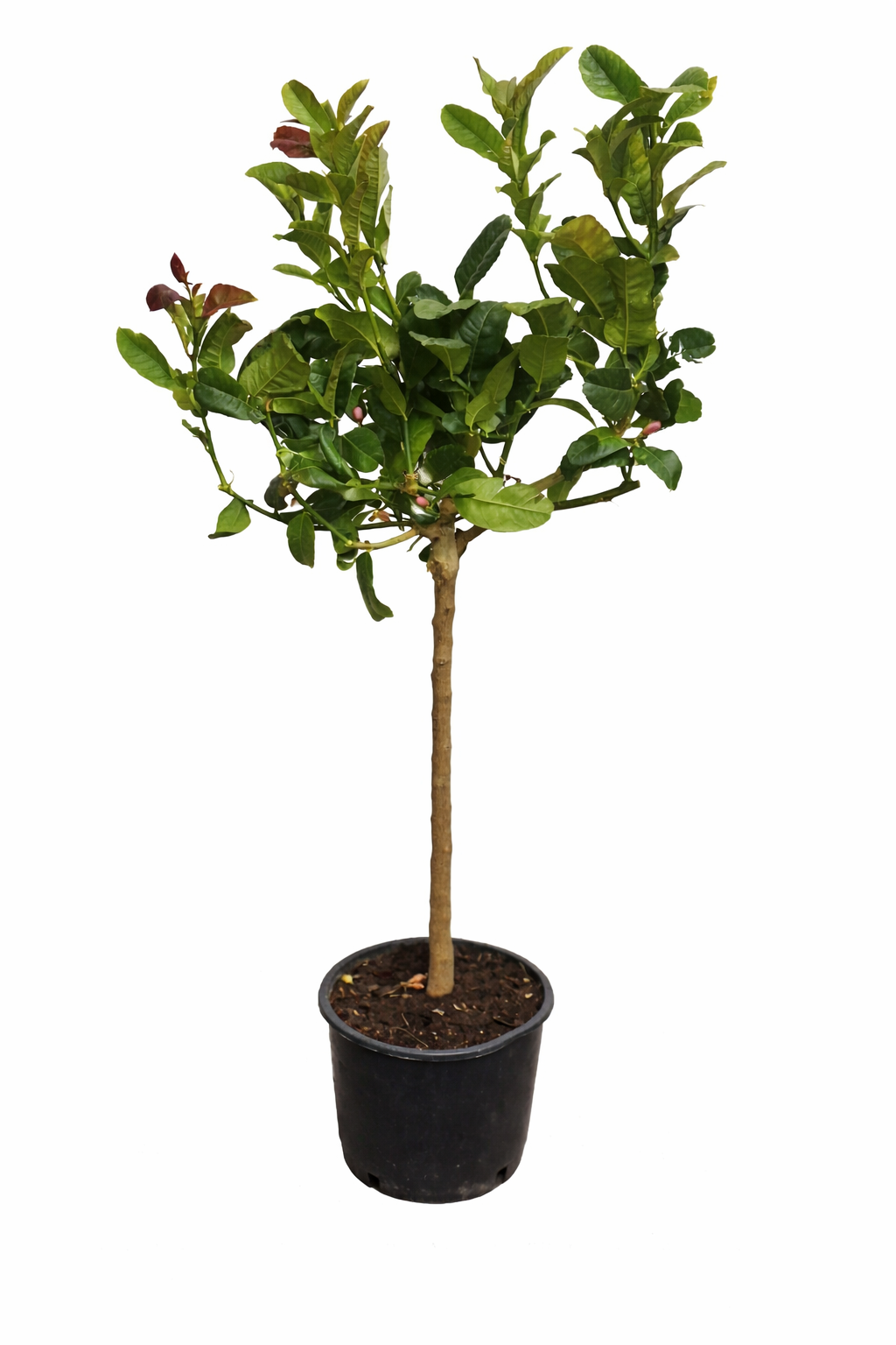 Buddhův citron (Citrus medica) – Exotická citrusová rostlina, 130-170 cm. Voňavá vzácnost pro vaši zahradu.