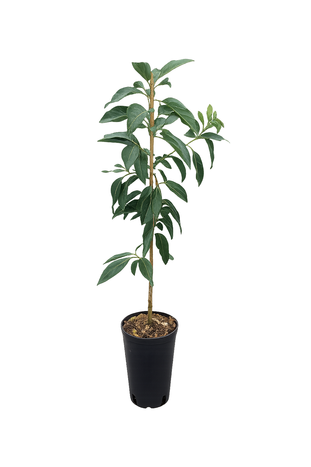 Avocadopflanze „Fuerte“ – Echter Avocadobaum ca. 130–160 cm Höhe im Topf | Avocado Pflanze für Zuhause & Garten