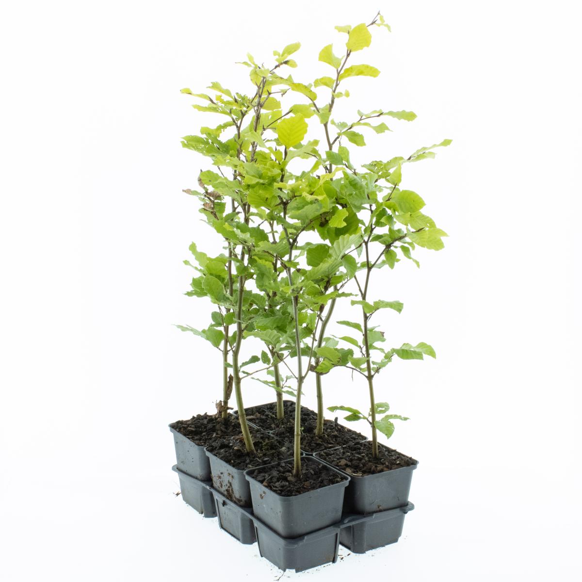 Buk lesní 40-60 cm - Fagus sylvatica - opadavý strom - rostlina do živého plotu - pěstovaná v květináči