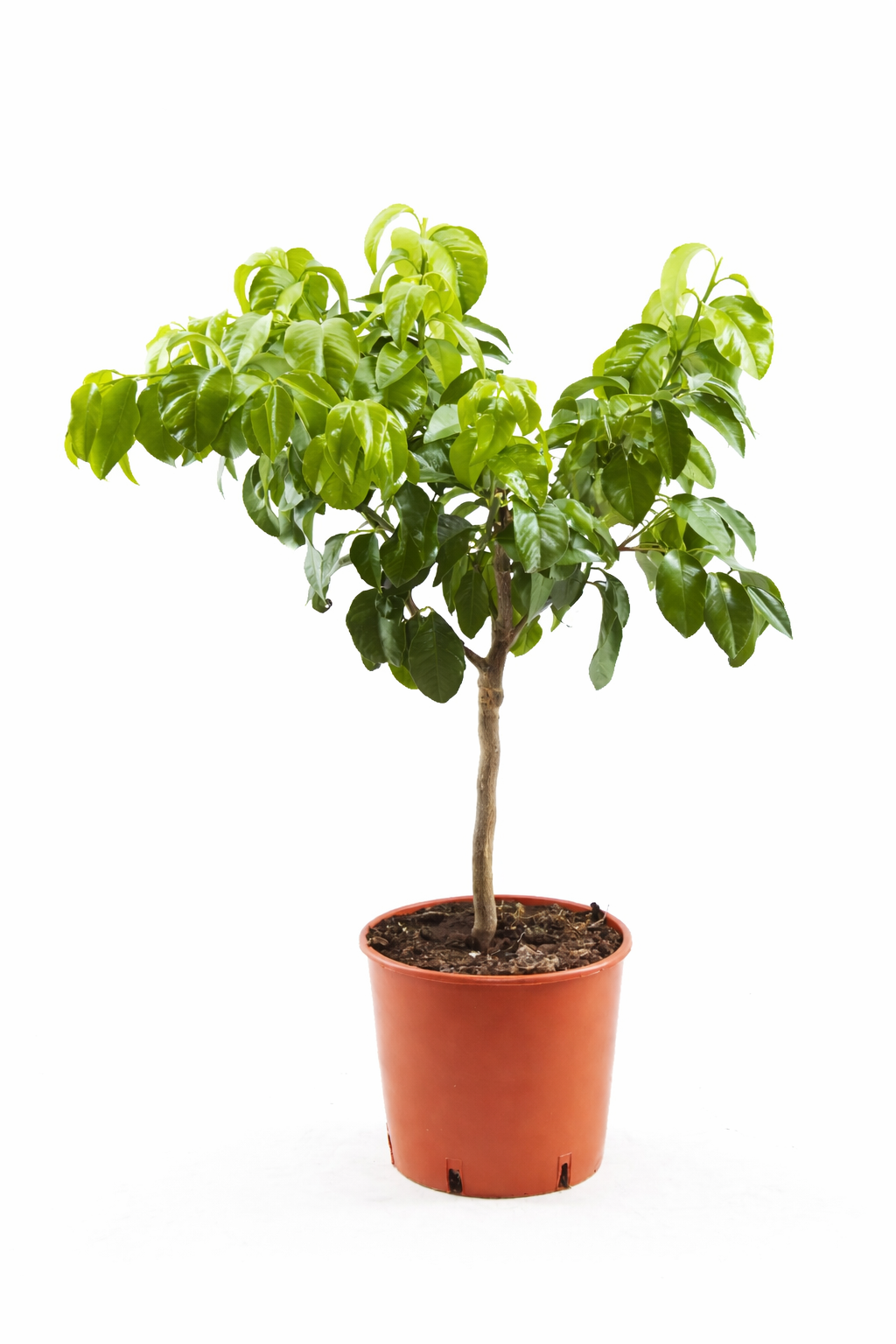 Bergamotte Pflanze 70–100 cm – Citrus Bergamia Fantastico – Echte Bergamotte Zitruspflanze Duftpflanze für Tee & Aromatherapie