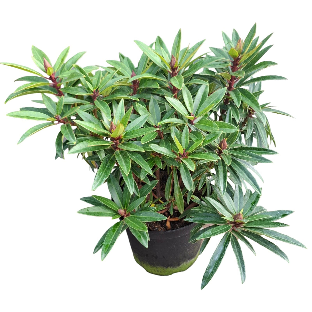 Zwerg-Rhododendron 'Graziella' – Rhododendron ponticum, ca. 50 cm | Winterhart & Immergrün