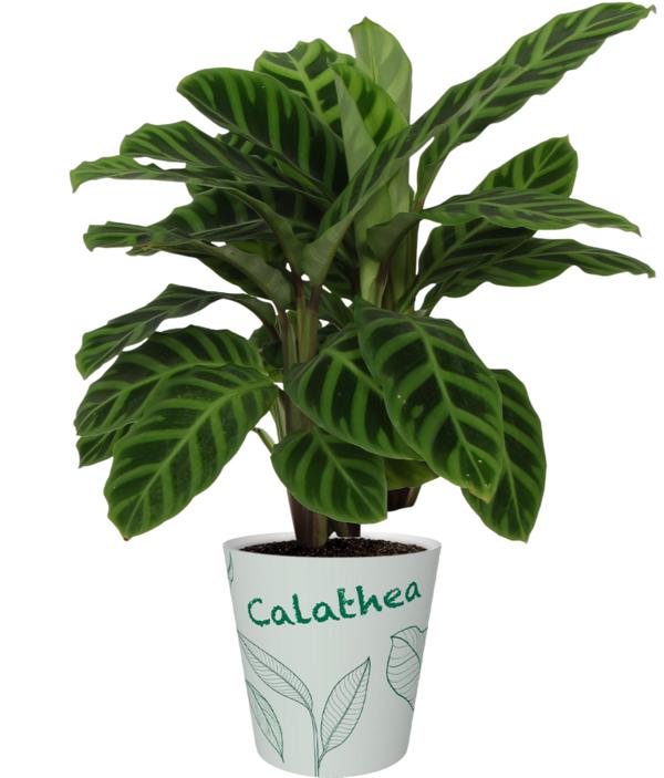 Calathea Zebrina cca. 40 cm exotická pokojová rostlina s výrazným zebrím vzorem