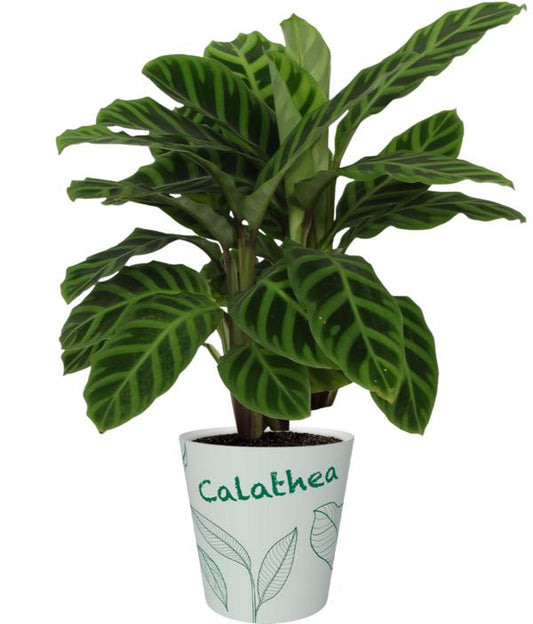 Calathea Zebrina cca. 40 cm exotická pokojová rostlina s výrazným zebrím vzorem