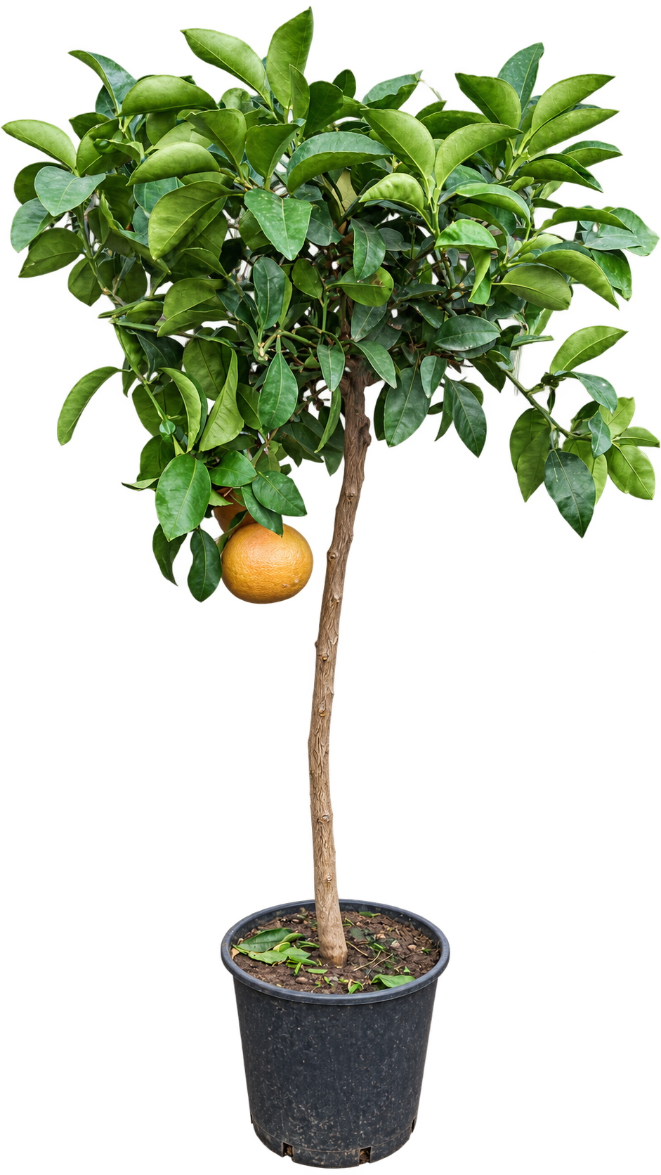 Grapefruitbaum – Citrus paradisi, immergrüne Zitruspflanze für Kübel, Terrasse & Wintergarten – ca. 120 cm inkl. Top