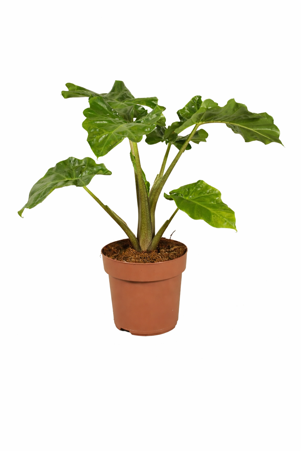 Alocasia Low Rider 60-80 cm - Pflegeleichte Exotenpflanze für dein Zuhause mit dekorativen, glänzenden Blättern
