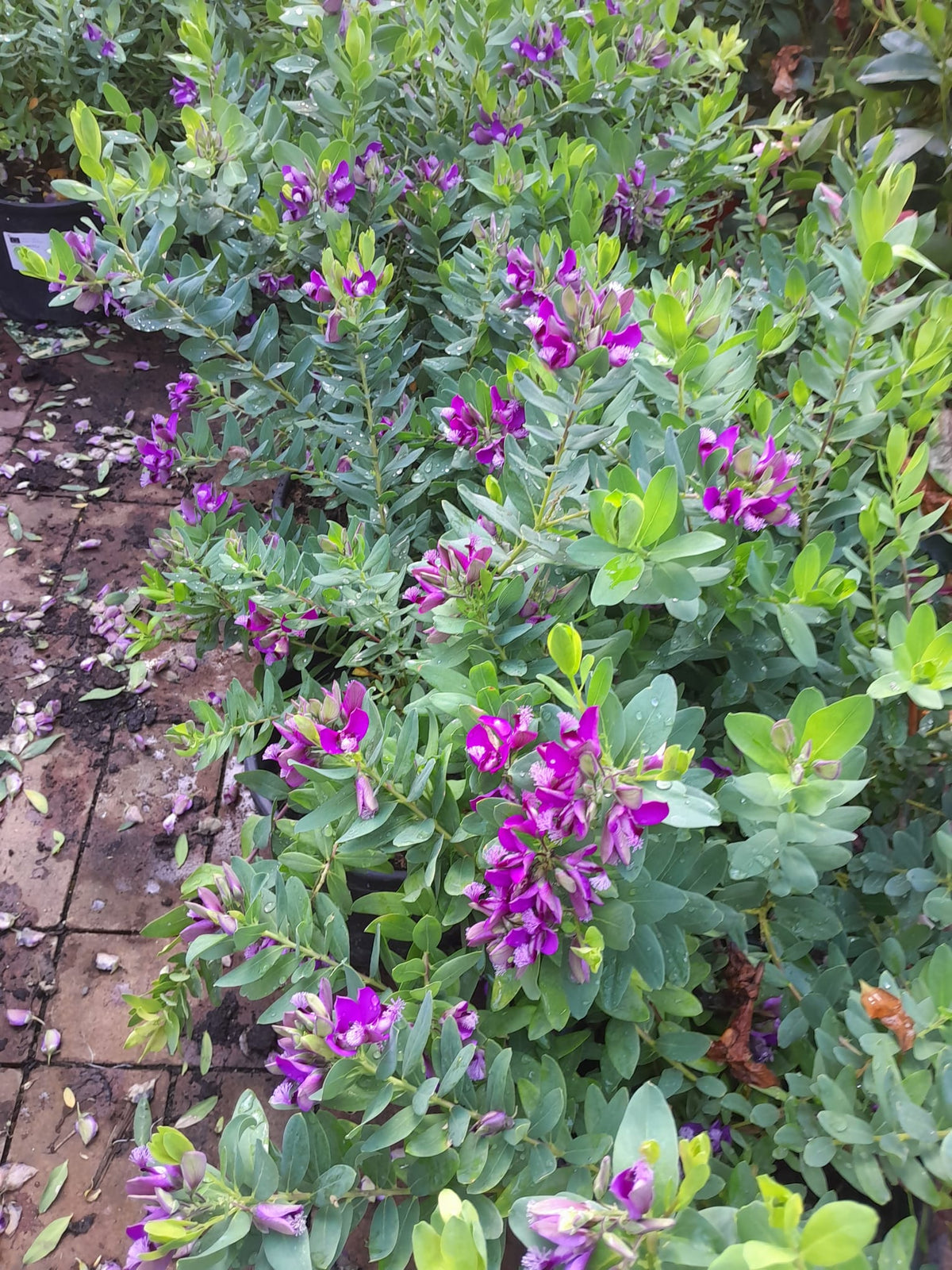 Polygala myrtifolia cca. 50 cm - Mléčnice - Středomořská rostlina - Okřídlený květ