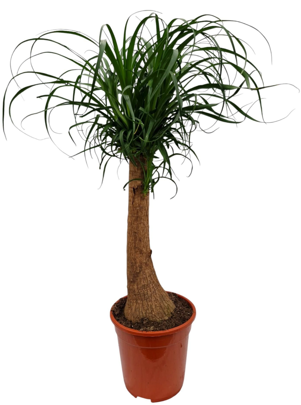 Elefantenfuß 80–100 cm – Beaucarnea recurvata | Flaschenbaum & Wasserpalme als pflegeleichte Zimmerpflanze