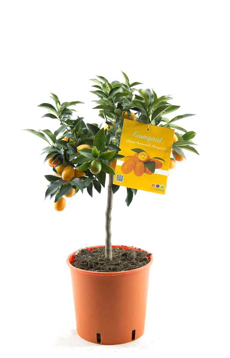 Kumquat Fortunella margarita Citrus Citrus 80 cm citrusová rostlina