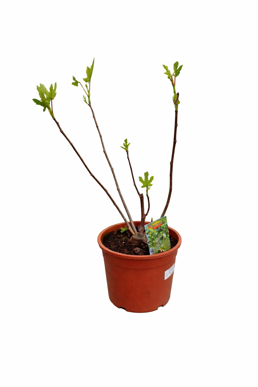 Ficus carica Bornholms diamantový keř 40-60 cm - Fíkovník - Mrazuvzdorná - Zahradní rostlina