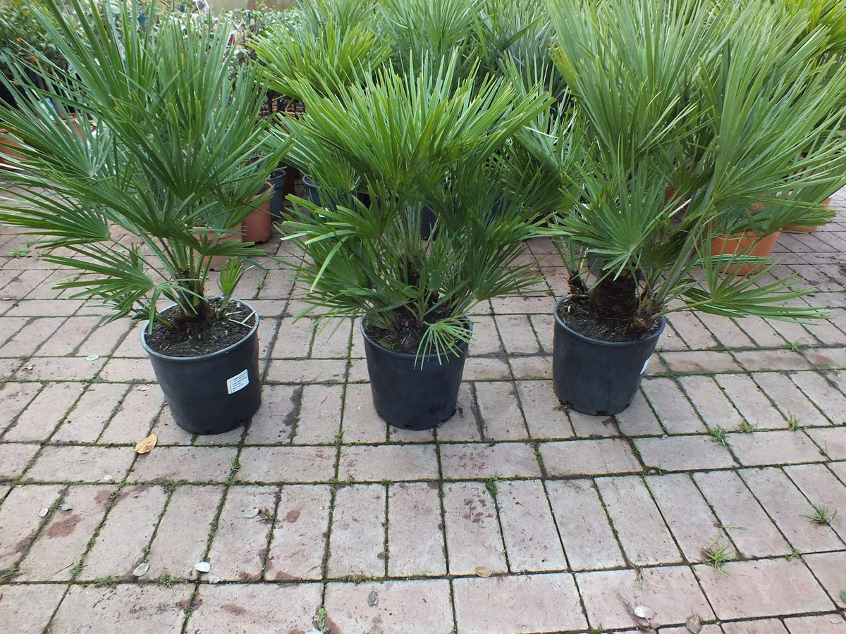 2er Set Winterharte Zwergpalme 70-90 cm Chamaerops humilis Eine der kältetolerantesten Palmenarten in Europa