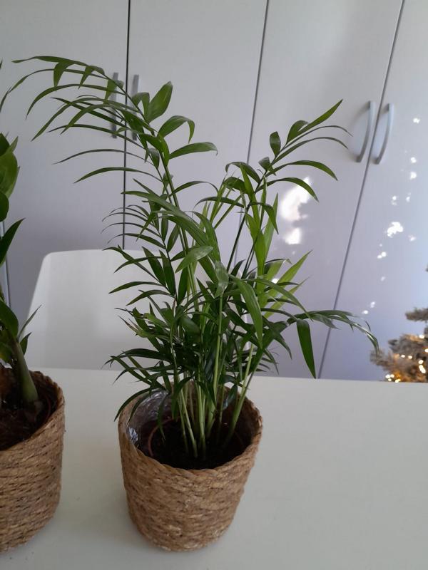 Zamioculcas, Pachira a horská palma cca. Sada květináčů do košů o výšce 40 cm – snadno udržovatelné pokojové rostliny pro váš domov