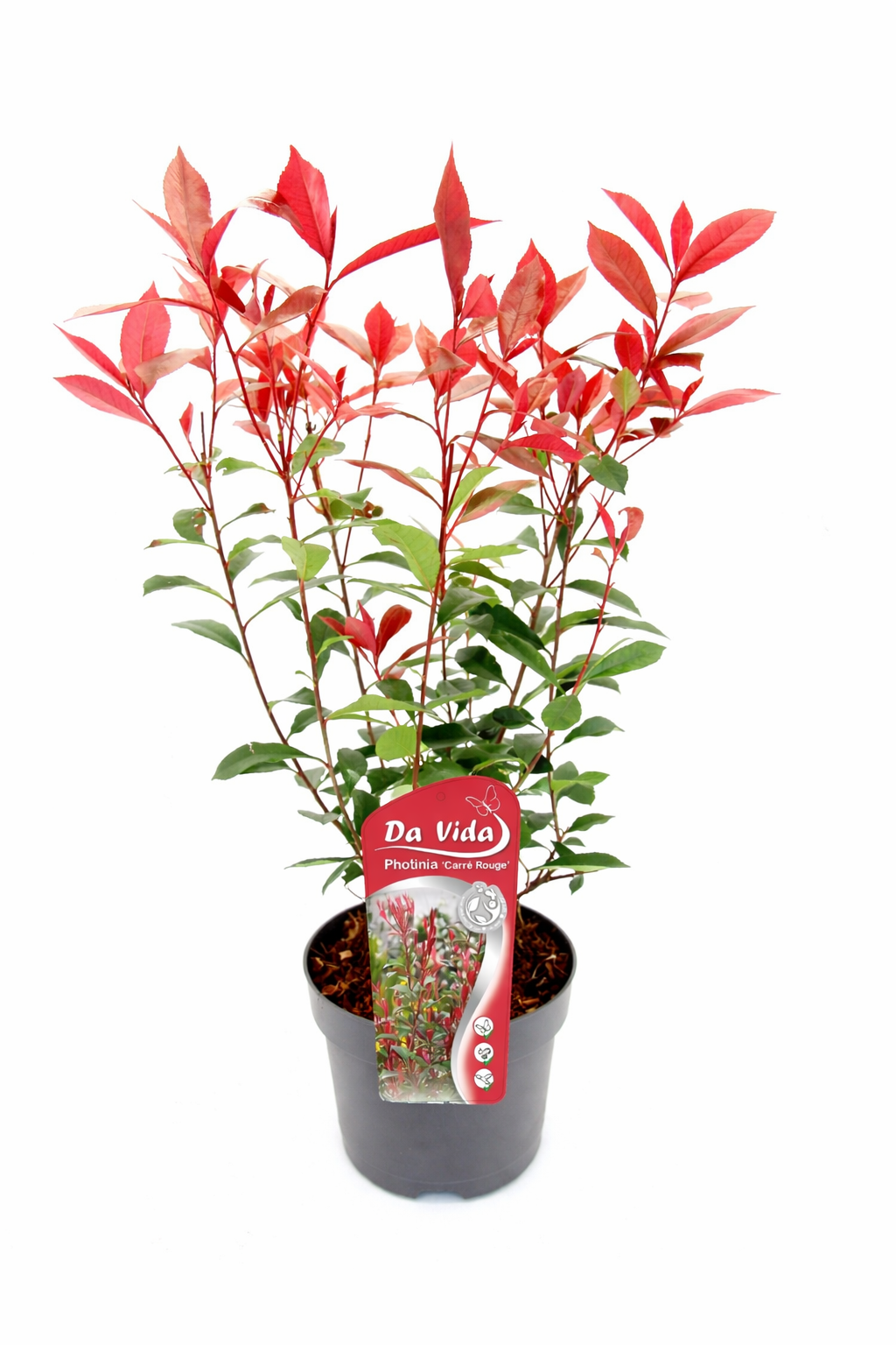 Photinia fraseri 'Carré Rouge' 40-60 cm, obzvláště červené listy, mrazuvzdorná