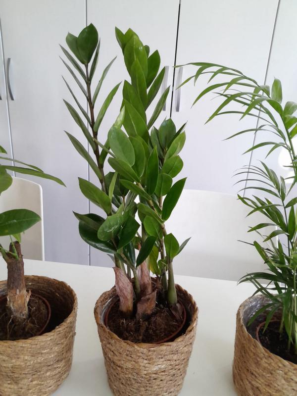 Zamioculcas, Pachira a horská palma cca. Sada květináčů do košů o výšce 40 cm – snadno udržovatelné pokojové rostliny pro váš domov