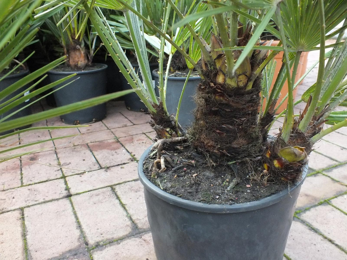 2er Set Winterharte Zwergpalme 70-90 cm Chamaerops humilis Eine der kältetolerantesten Palmenarten in Europa