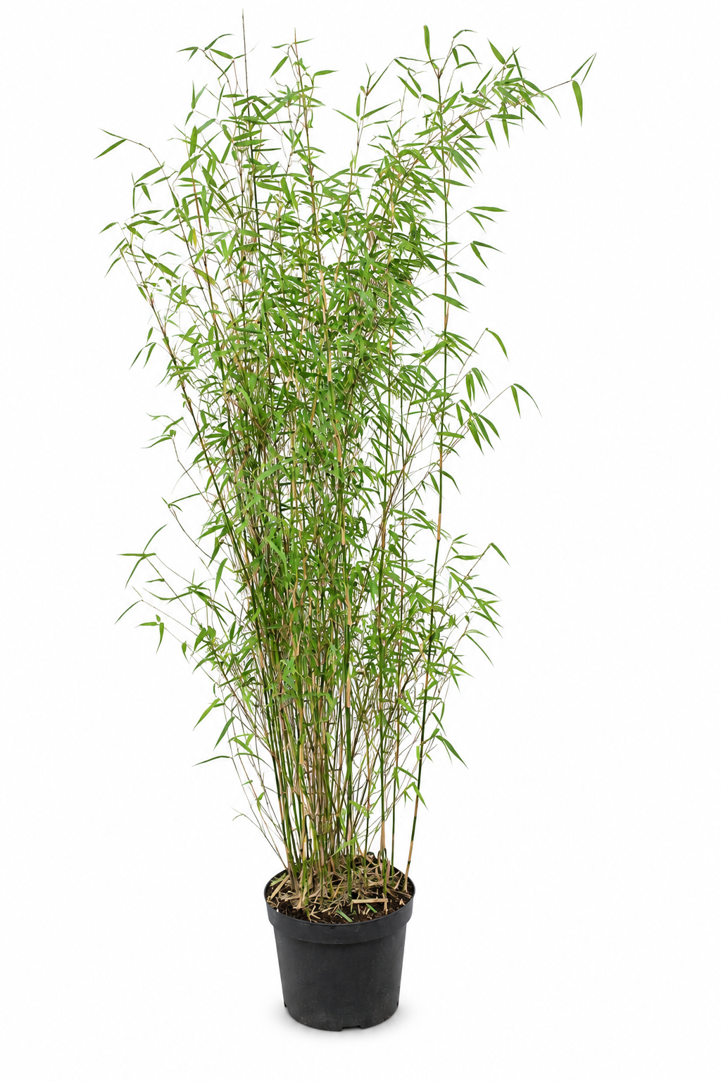 Fargesia jiuzhaigou 1 im 10-Liter-Topf – Roter Jade-Bambus, winterhart & horstbildend, 140–200 cm