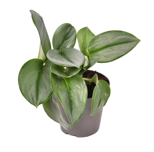 Scindapsus 'Treubii' Moonlight ca. 20 cm pokojová rostlina kancelářská rostlina popínavá rostlina
