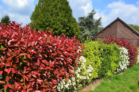 Glanzmispel 'Red Robin' (Photinia x fraseri) – Immergrüner Strauch, rot austreibend, 60–90 cm