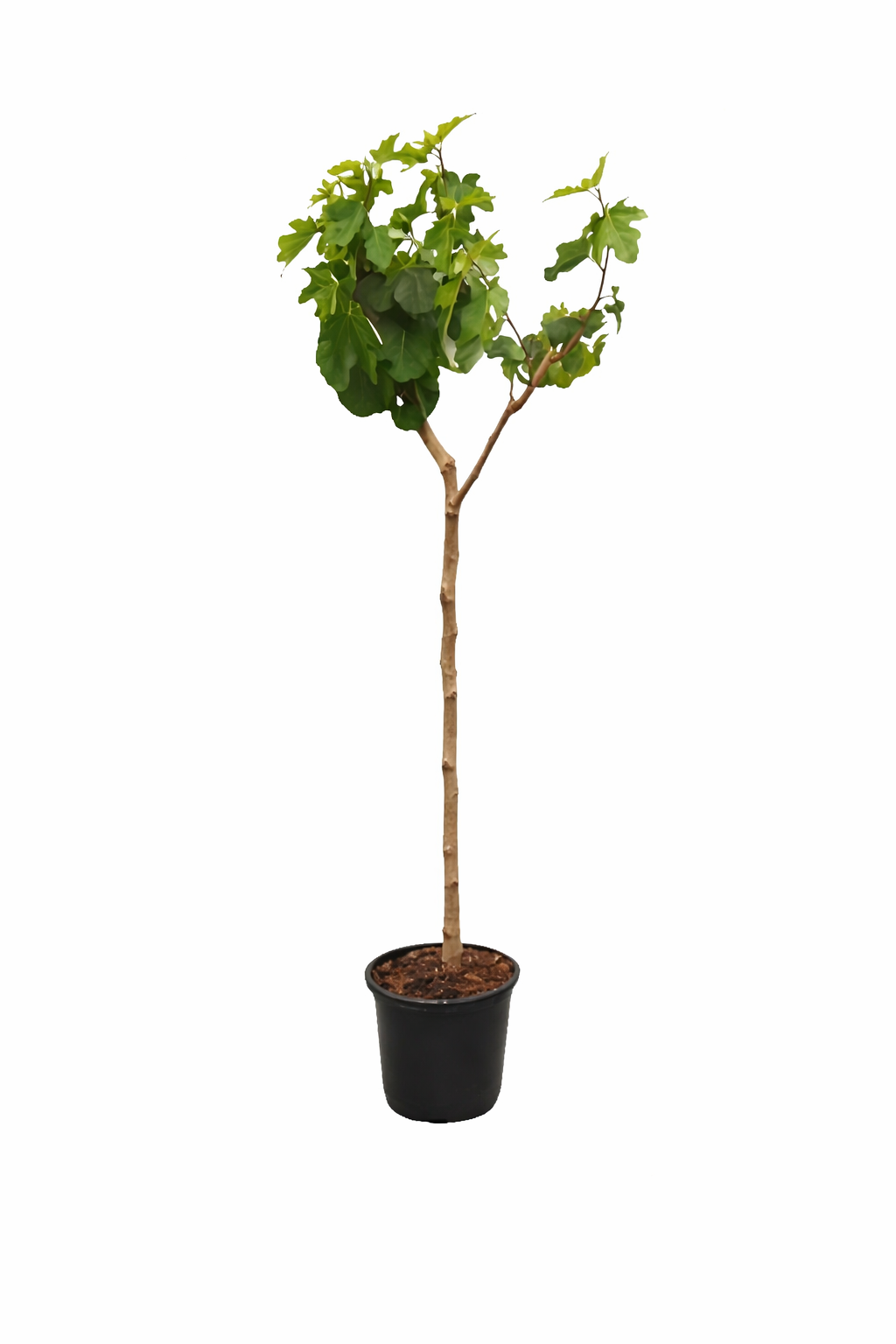 Fíkovník hnědý krocan 160-200 cm - Ficus carica 'Brown Turkey' - silný kmen - fíkovník