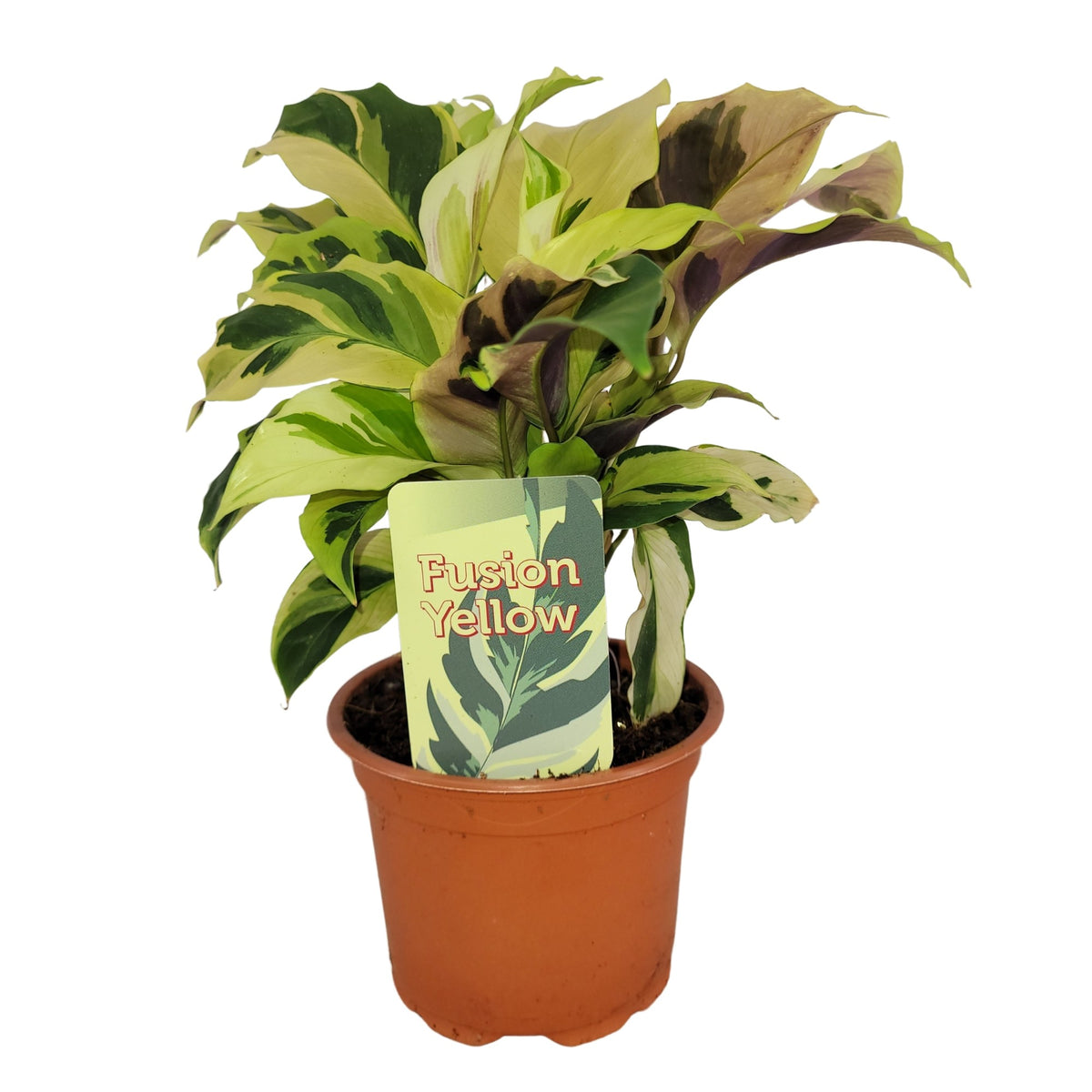Calathea 'Fusion Yellow' - Tropická kráska s jasným listovým vzorem, cca. 30 cm vysoký