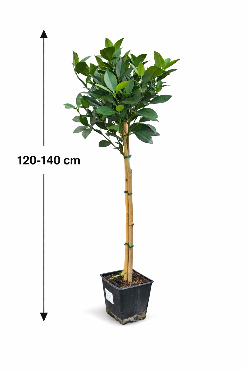 Pomerančovník Citrus sinensis 'Washington Navel' 120-140 cm – Šťavnaté sladké pomeranče, ideální do zahrad a zimních zahrad