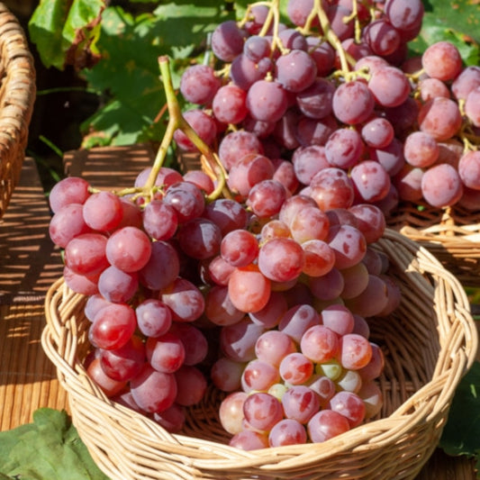 Hroznová réva King Ruby bez pecek Vitis vinifera 180-200 cm Šťavnaté, bezpeckové plody pro německou zahradu