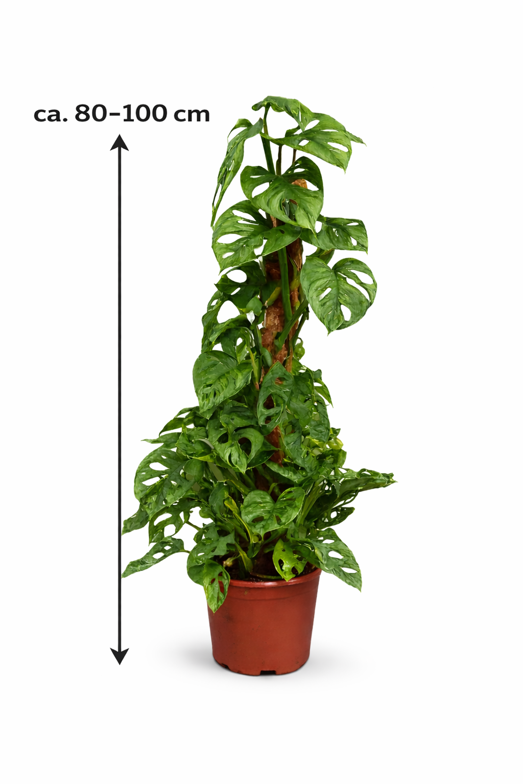 Monstera Obliqua Monkey Leaf 80–100 cm am Moosstab – Seltene Fensterblatt Kletterpflanze Zimmerpflanze mit großen Lochblättern