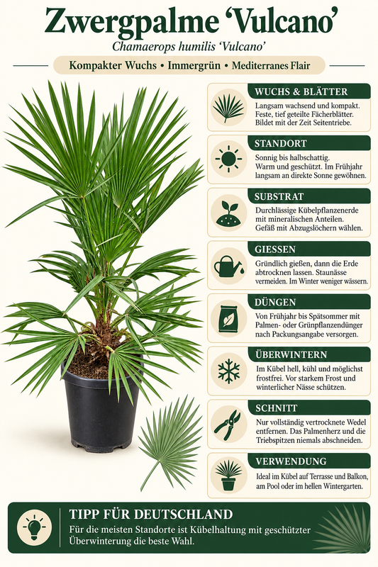 Zwergpalme ‘Vulcano’ – Chamaerops humilis – kompakte, immergrüne Fächerpalme für Balkon & Terrasse – ca. 80 cm inkl. Topf