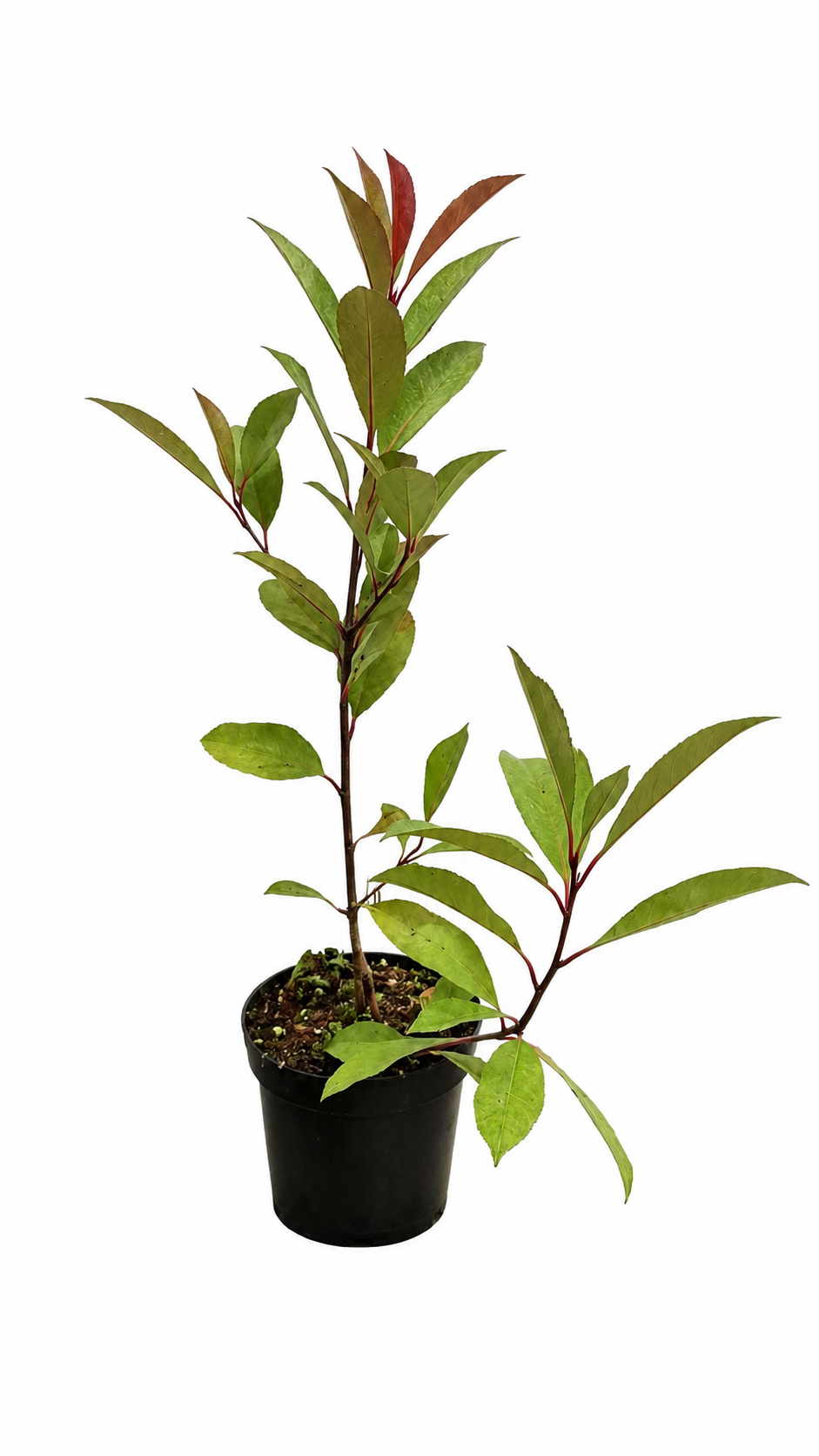 Mišpule červená Red Robin cca. 40 cm Photinia fraseri 'Red Robin'