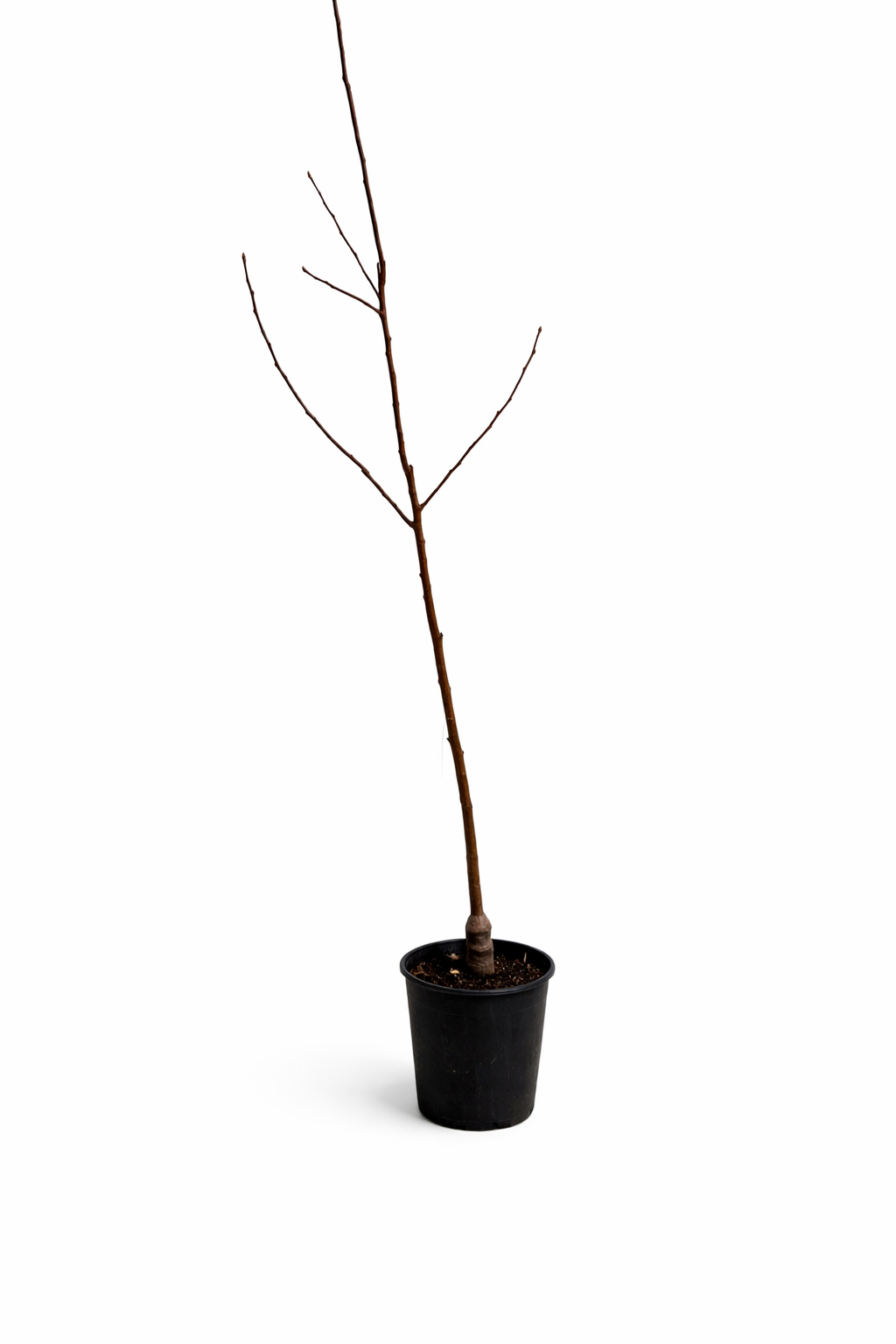 Apfelbaum Red Chief 100–140 cm – Malus domestica, Roter Herbstapfel, Ertragreich & Winterhart