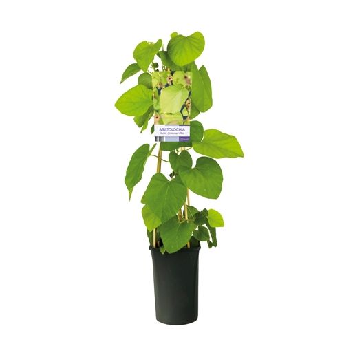 Pfeifenwinde (Aristolochia macrophylla) 30–50 cm – winterharte Kletterpflanze mit großen Blättern, ideal für Fassaden & Pergolen