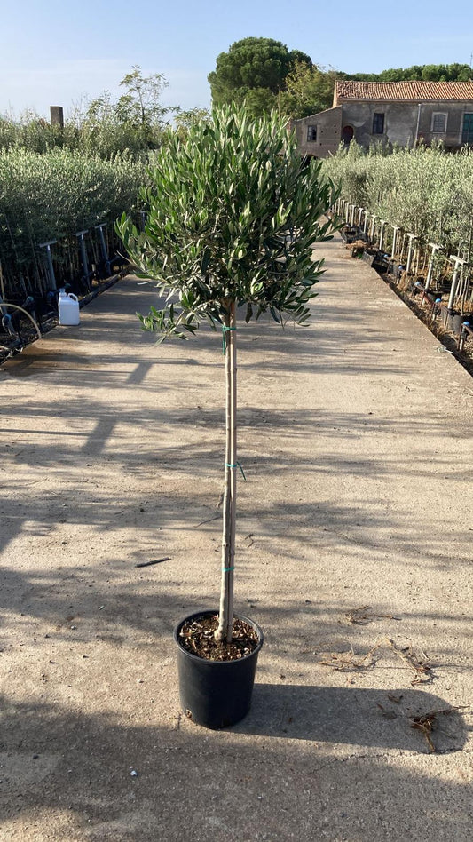 SONDERPREIS: Olivenbaum Olive 160-180 cm dicker Stamm  beste Qualität  winterhart + robust