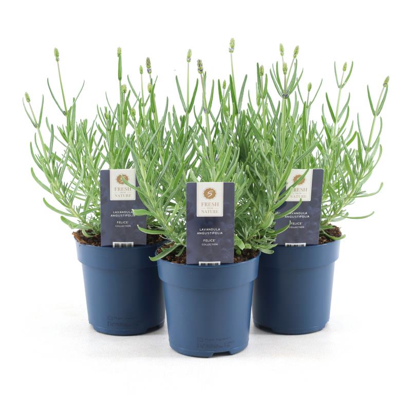 Lavandula ang. `Felice White` Trvalka levandule Bílá levandule