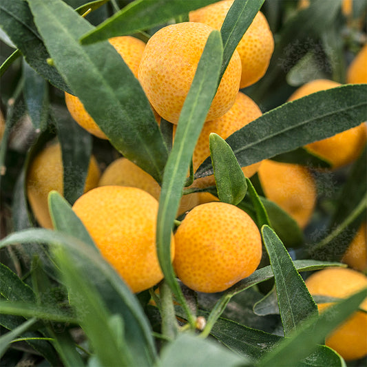 Eremocitrus glauca 70-90 cm - australská pouštní limetka citrusová rostlina citroníkovník limetkový