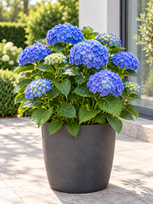 Ballhortensie ‘Bodensee’ 20–30 cm – Hydrangea macrophylla mit dunkelblauen Blüten