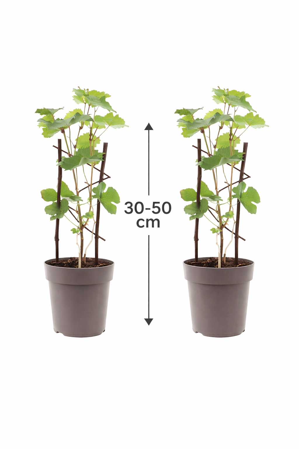 2 Stück Rote Tafeltraube 'Boskoop Glory' (Vitis vinifera) – Winterharte Weinrebe, 30–50 cm inkl. Topf, aromatische Trauben für Garten & Terrasse