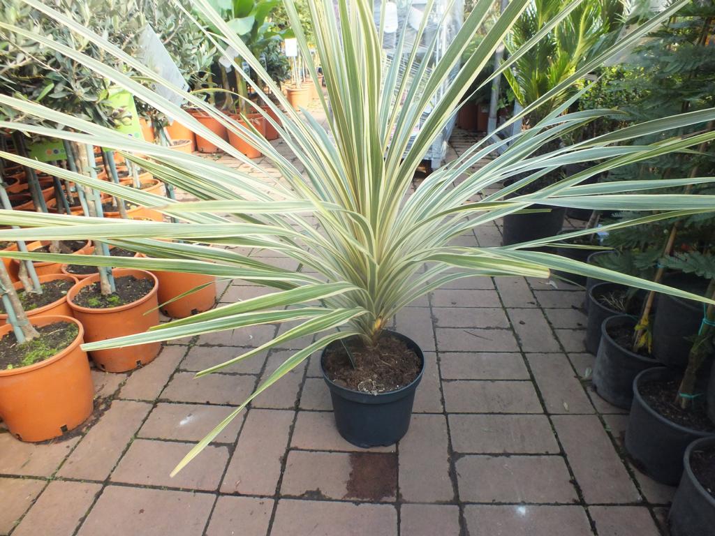 Cordyline Torbay Dazzler 80-100 cm - Cordyline Torbay Dazzler - mrazuvzdorná do -10°C - variegata