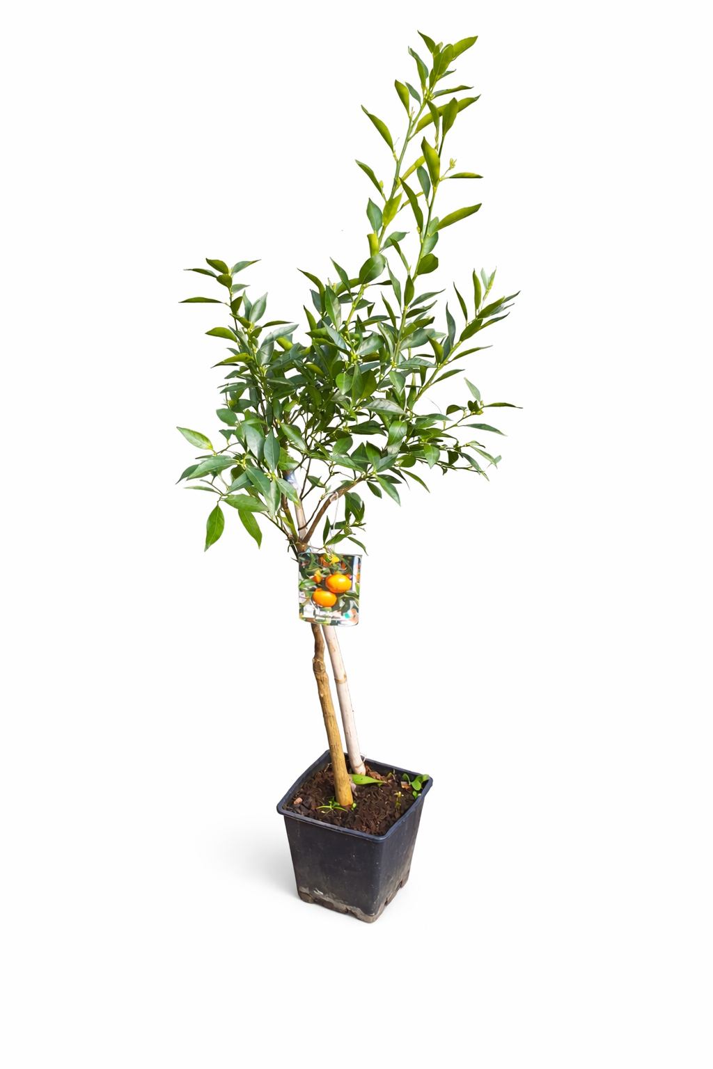 Späte Ciaculli-Mandarinen (Citrus reticulata) - 120-150 cm, Süße aus Sizilien für Ihren Garten